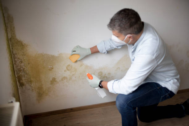 Best Mold Odor Removal Services  in Vermilion, OH